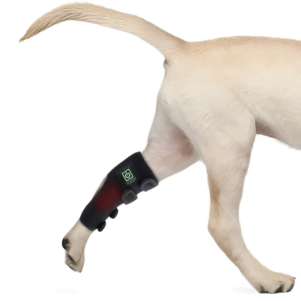 Red Light Therapy Dog Hock
